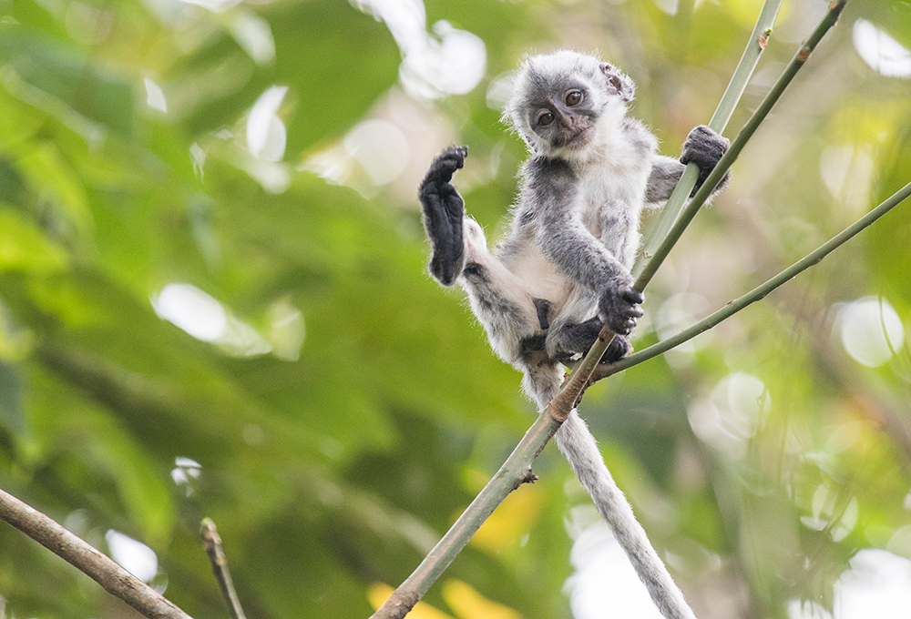 MILE���֡�(�й�)